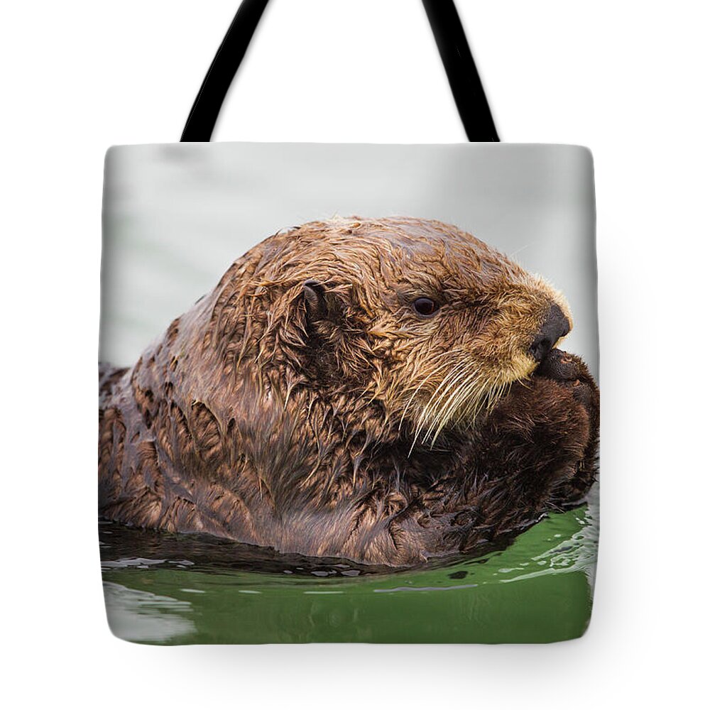 Sebastian Kennerknecht Tote Bag featuring the photograph Sea Otter In Elkhorn Slough #1 by Sebastian Kennerknecht