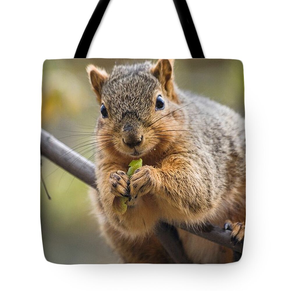 Squirrel Tote Bag featuring the digital art Snacking Squirrel by Don Northup
