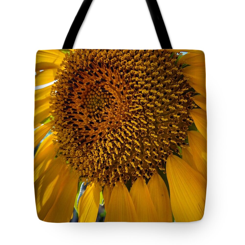 Sunflower Tote Bag featuring the photograph Sunflower in the Sun #1 by Melissa OGara
