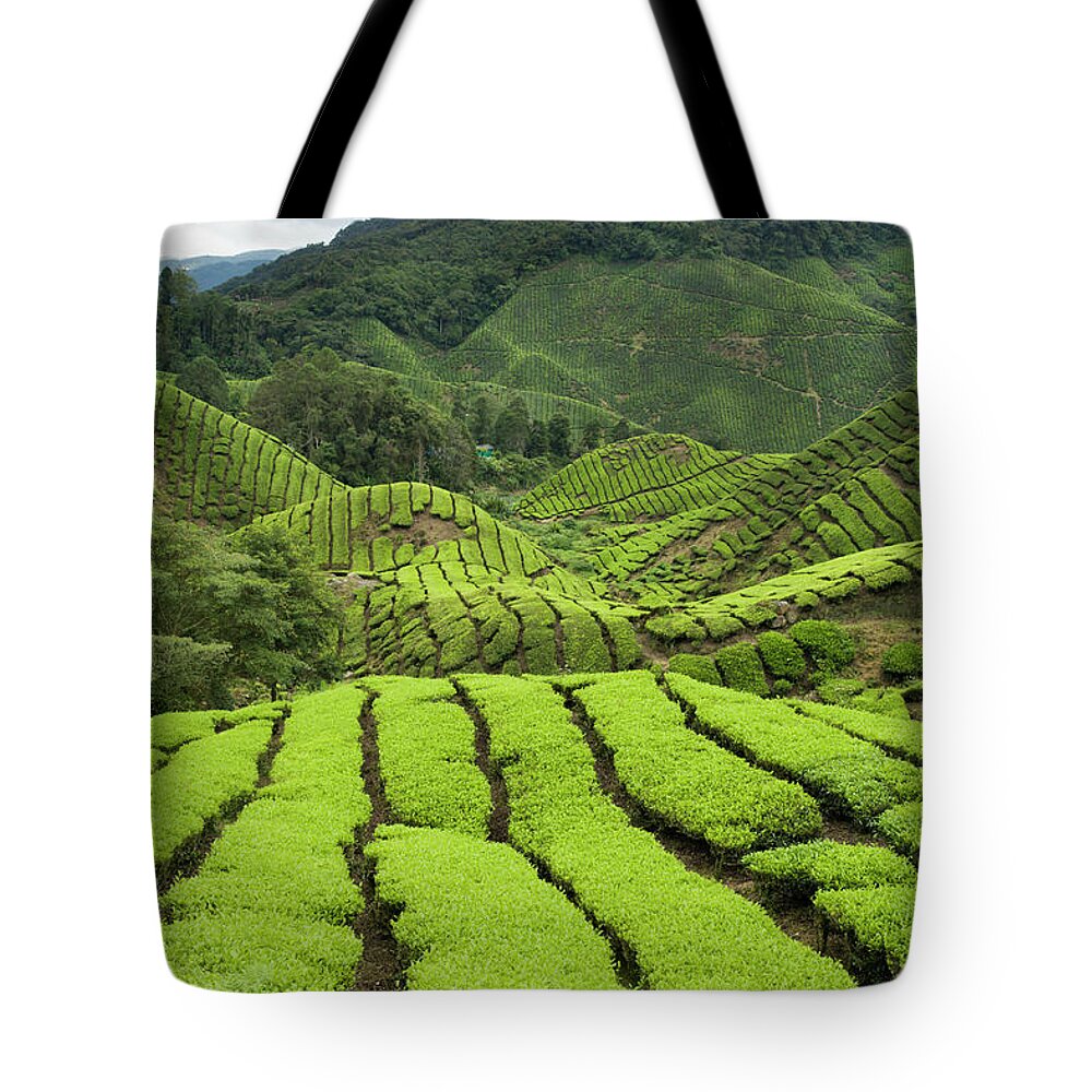 Cameron Highlands Tote Bag featuring the photograph Sungai Palas Tea Estate On Slopes Of #1 by Anders Blomqvist
