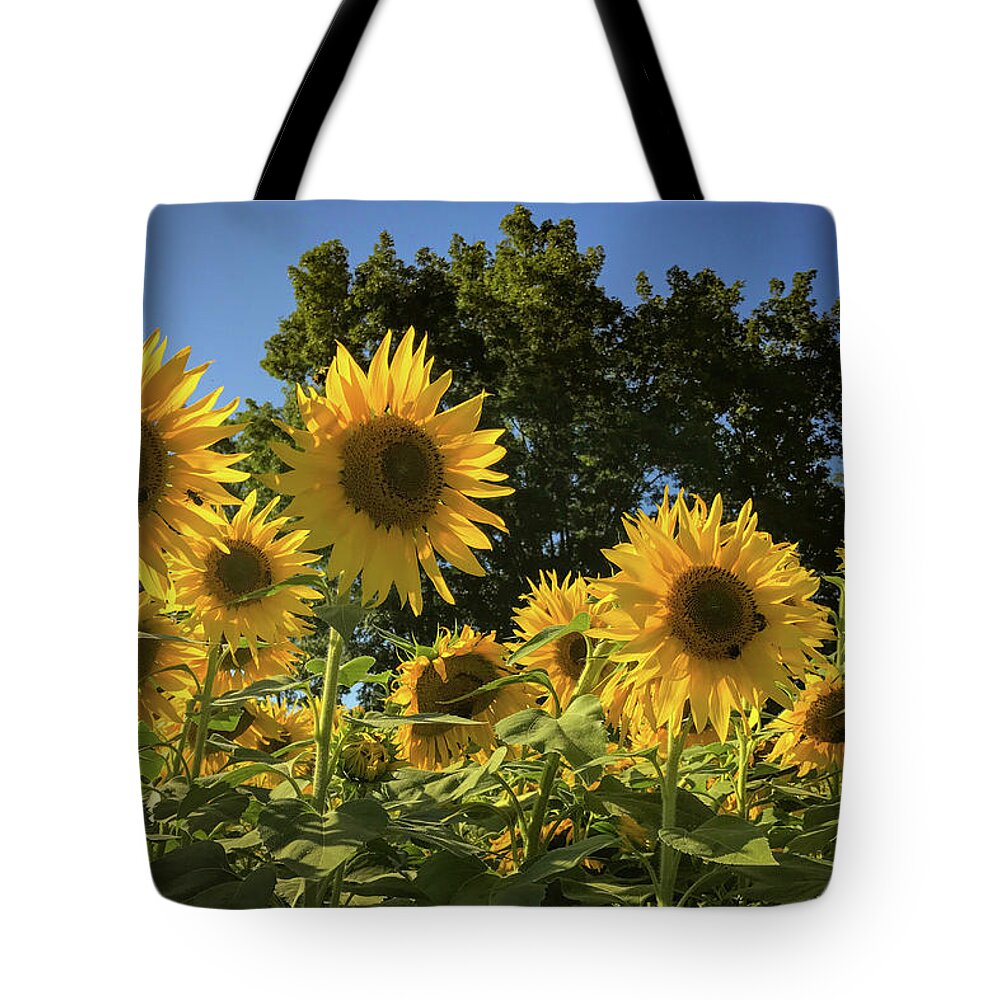 Sunflowers Tote Bag featuring the photograph Sunlit Sunflowers by Lora J Wilson
