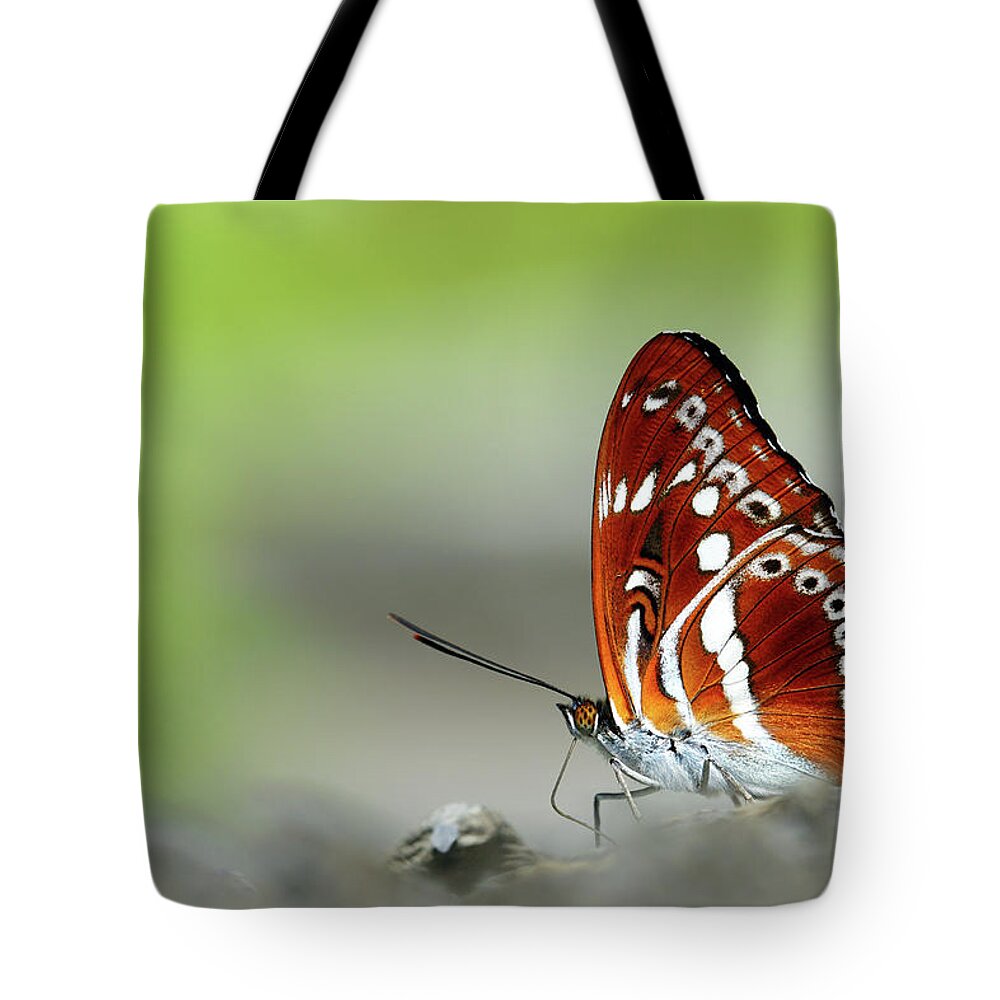 Taiwan Tote Bag featuring the photograph Taiwan #1 by Ecology Photo