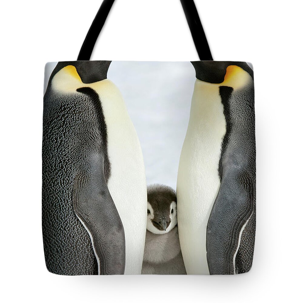 Emperor Penguin Tote Bag featuring the photograph Two Adult Emperor Penguins And A Baby #1 by Mint Images - David Schultz