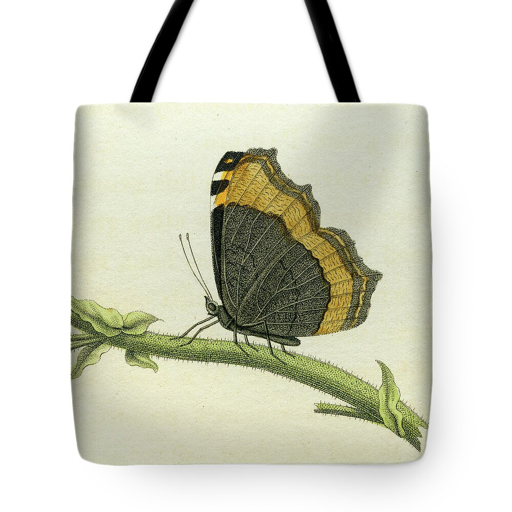 Entomology Tote Bag featuring the mixed media Vanessa furcillata detail by W W Wood