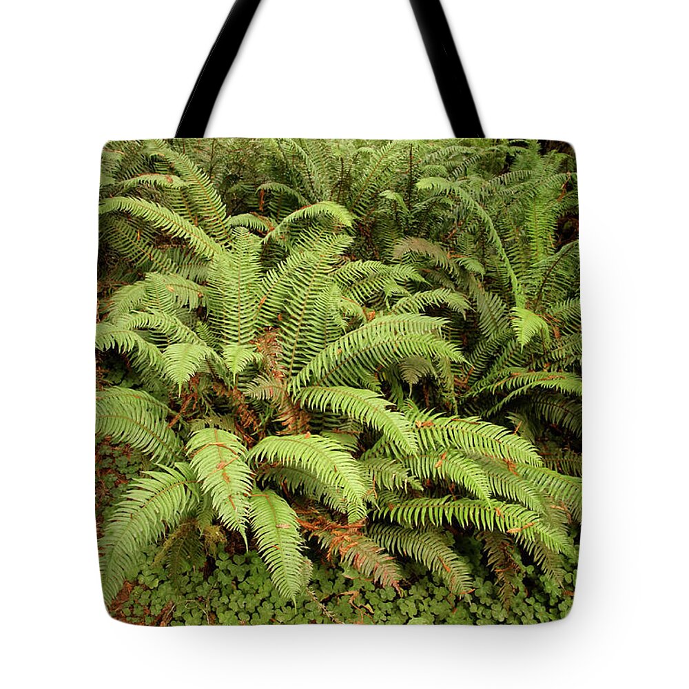 Crescent Tote Bag featuring the photograph Western Sword ferns in the undergrowth of redwood forest #1 by Steve Estvanik