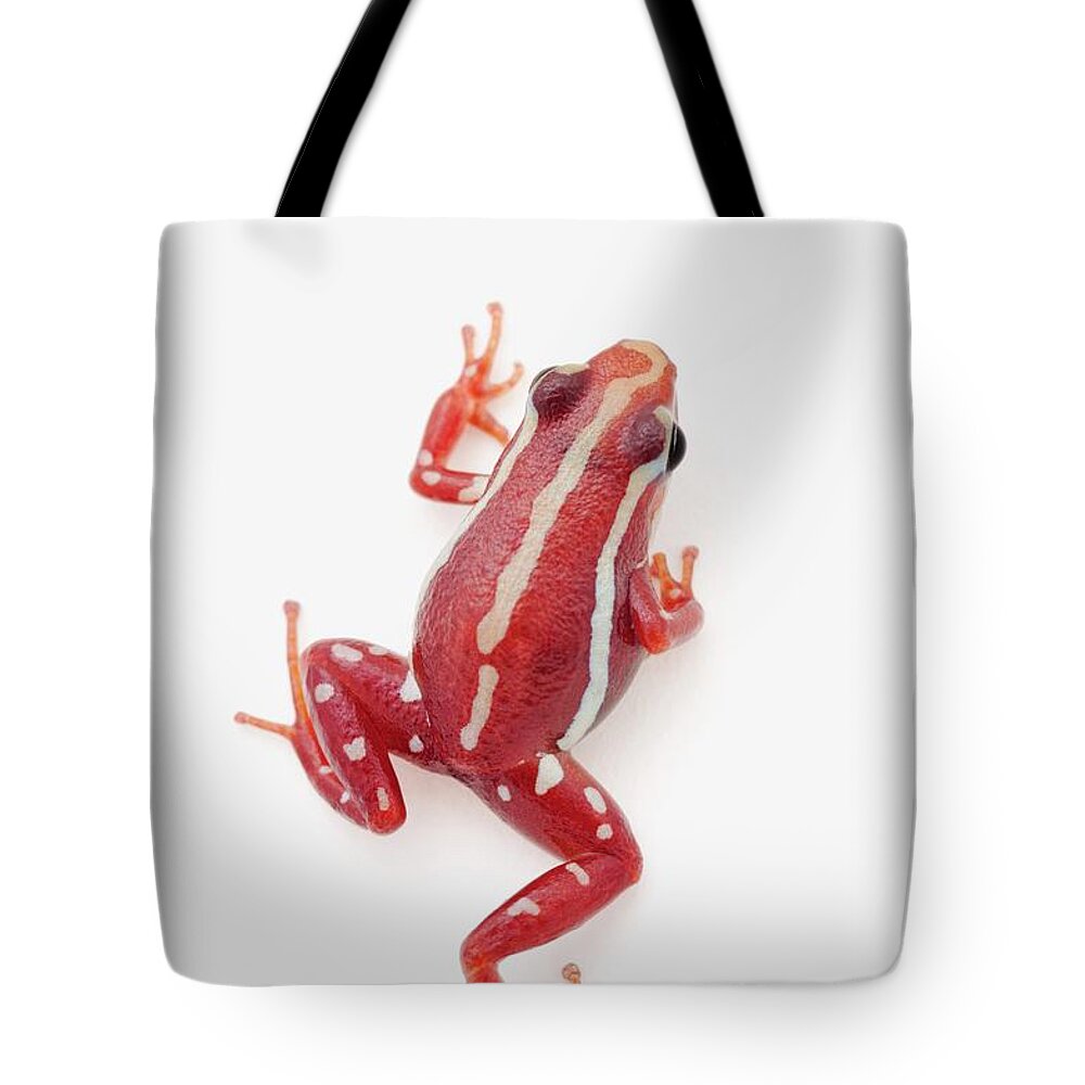 Risk Tote Bag featuring the photograph White-striped Poison Dart Frog #1 by Design Pics / Corey Hochachka