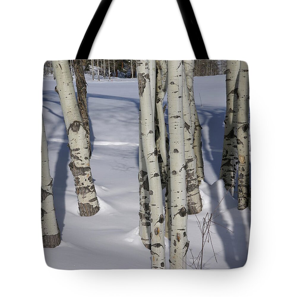Snow Tote Bag featuring the photograph Winter, bare aspens in snow #1 by Steve Estvanik