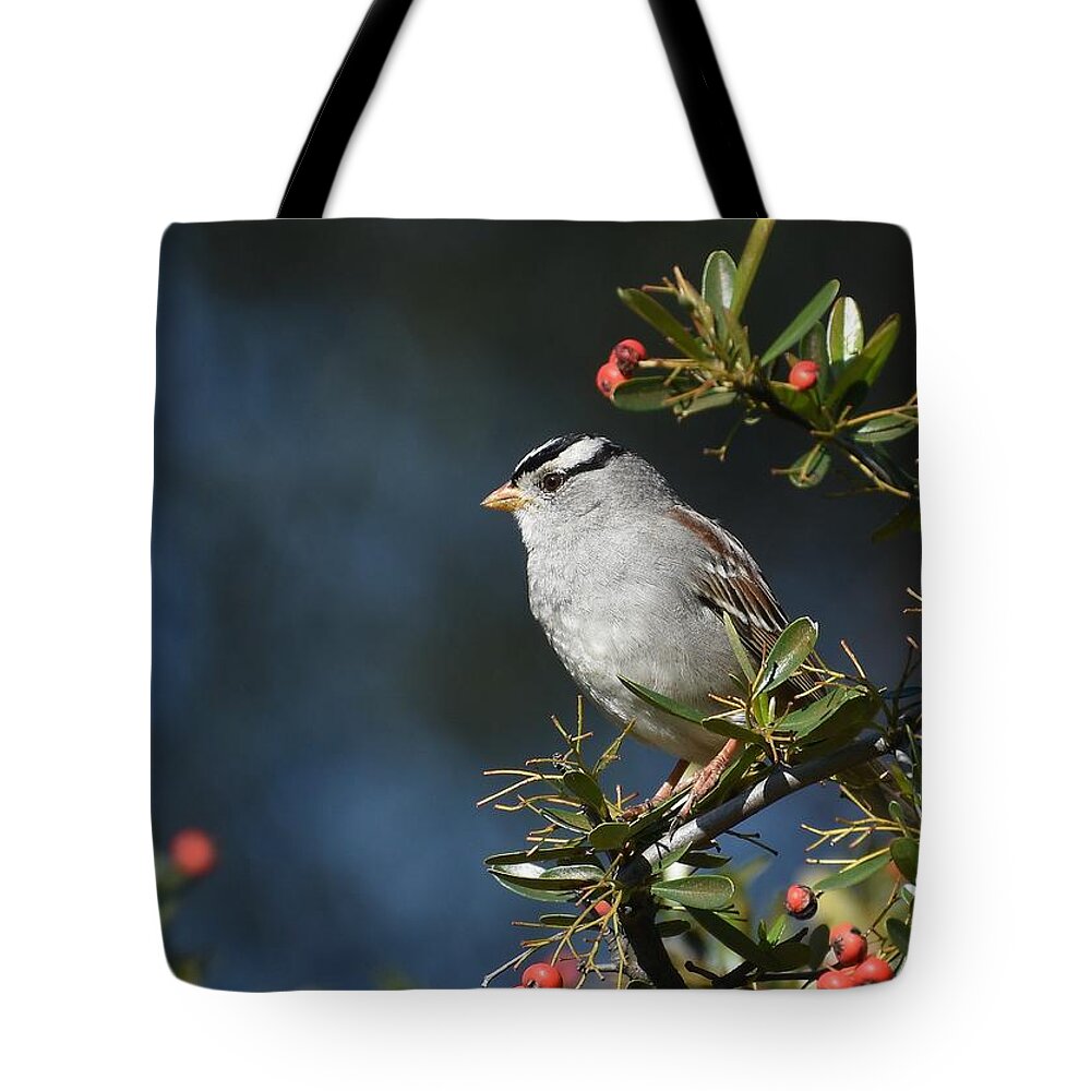 White-crowned Sparrow Tote Bag featuring the photograph A Quiet Place #2 by Fraida Gutovich