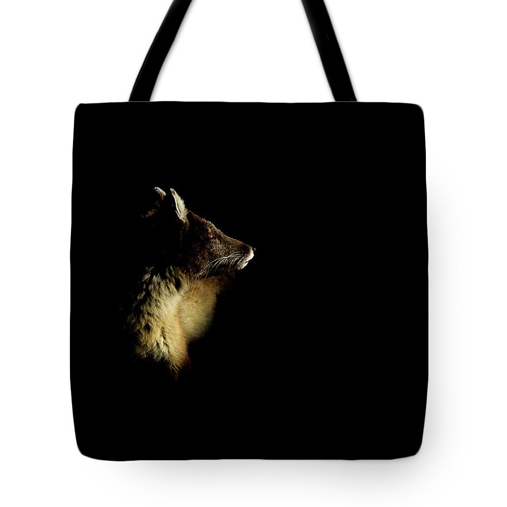 Svalbard Islands Tote Bag featuring the photograph Arctic Fox Vulpes Lagopus #2 by Mark Smith