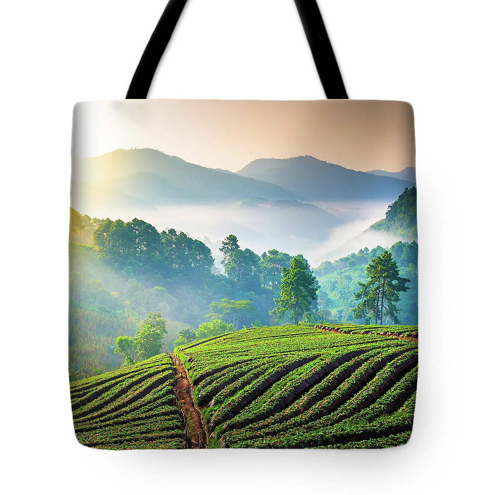 Scenics Tote Bag featuring the photograph Beautiful Sunshine At Misty Morning #2 by Primeimages