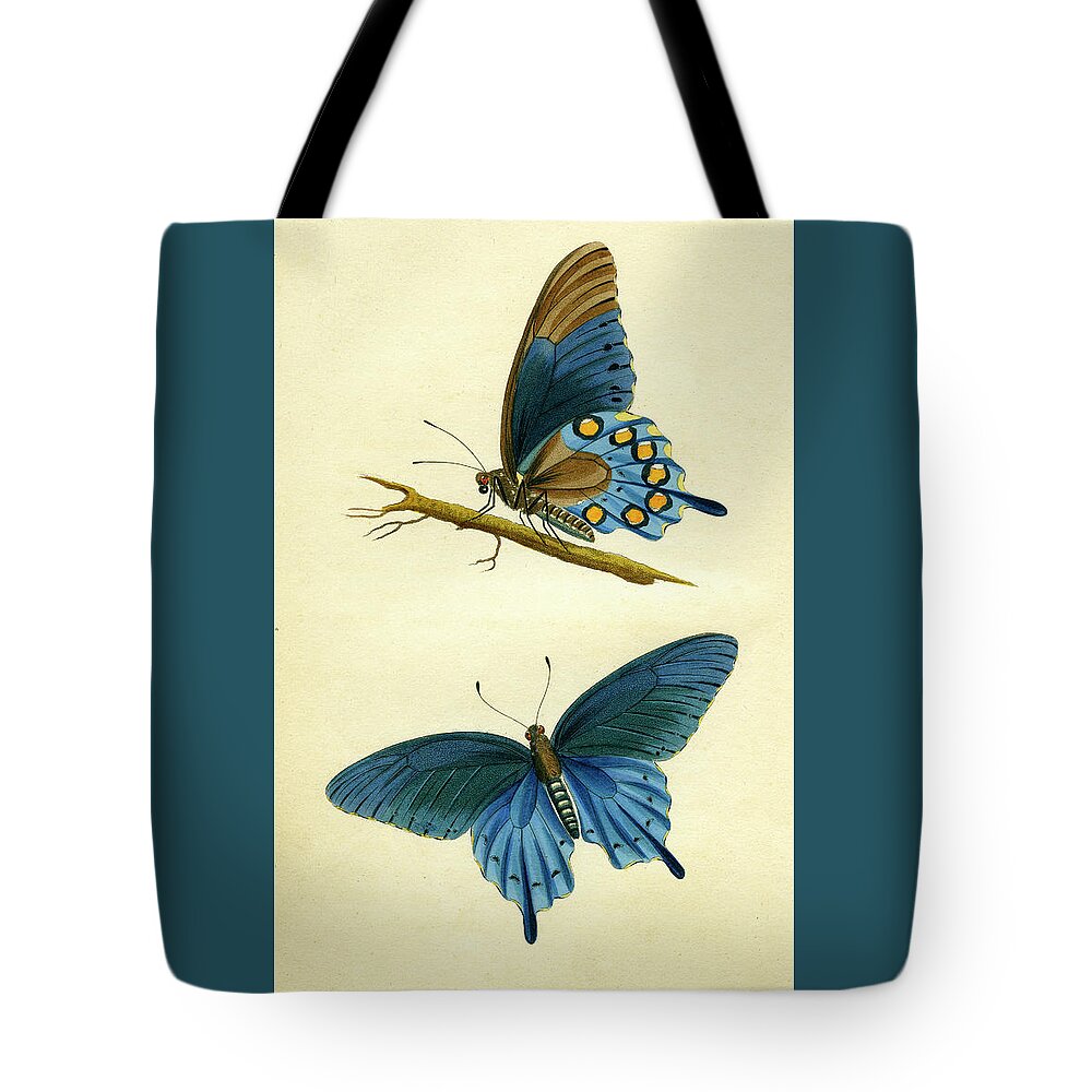 Entomology Tote Bag featuring the mixed media butterflies - Papilio philenor by Unknown