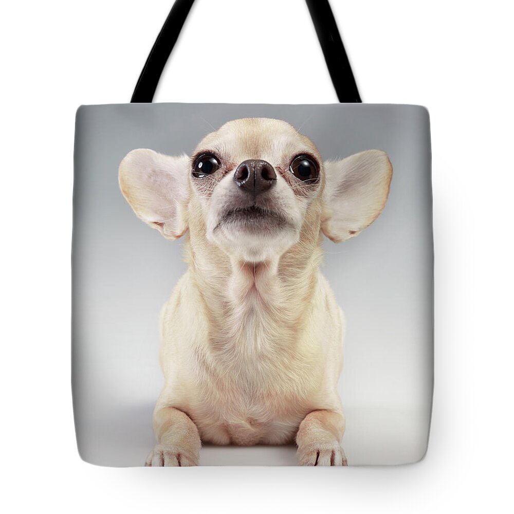 Pets Tote Bag featuring the photograph Chihuahua Looking Up #2 by Stilllifephotographer