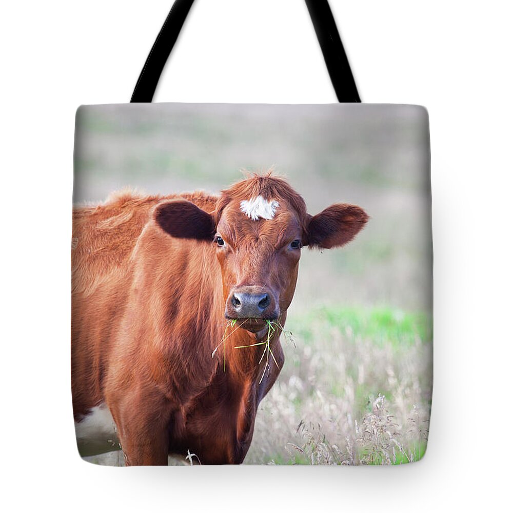 Grass Tote Bag featuring the photograph Cow #2 by Firmafotografen