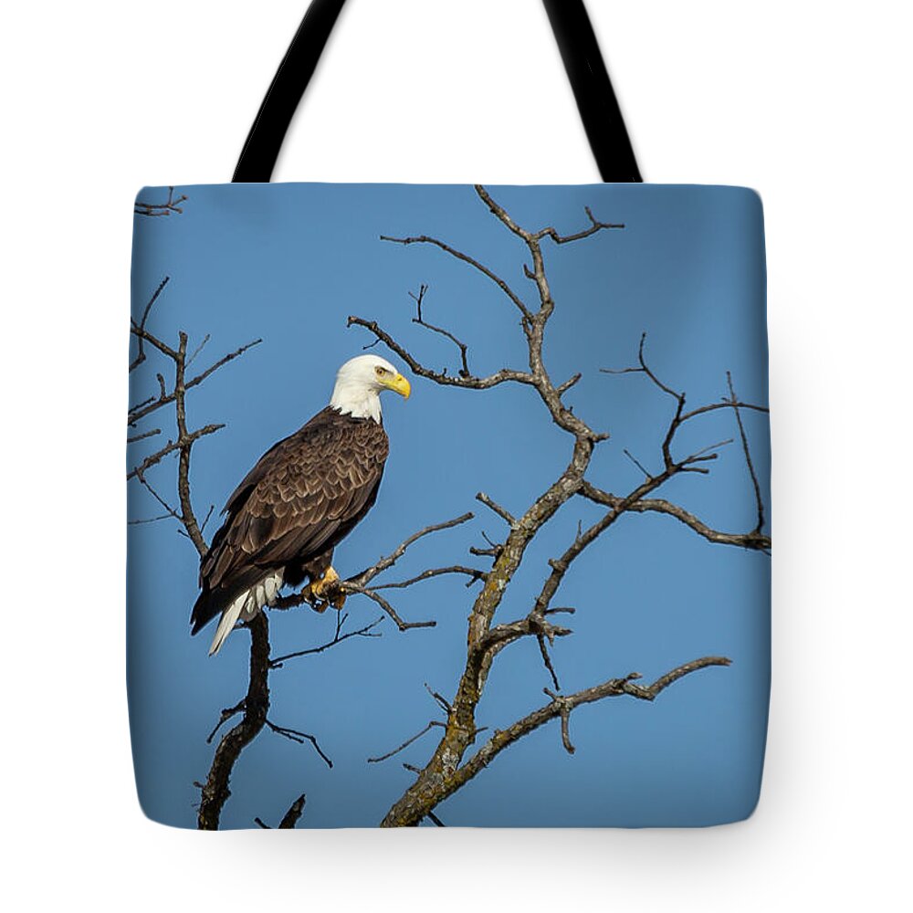 Eagle Tote Bag featuring the photograph Eagle #3 by David Wagenblatt