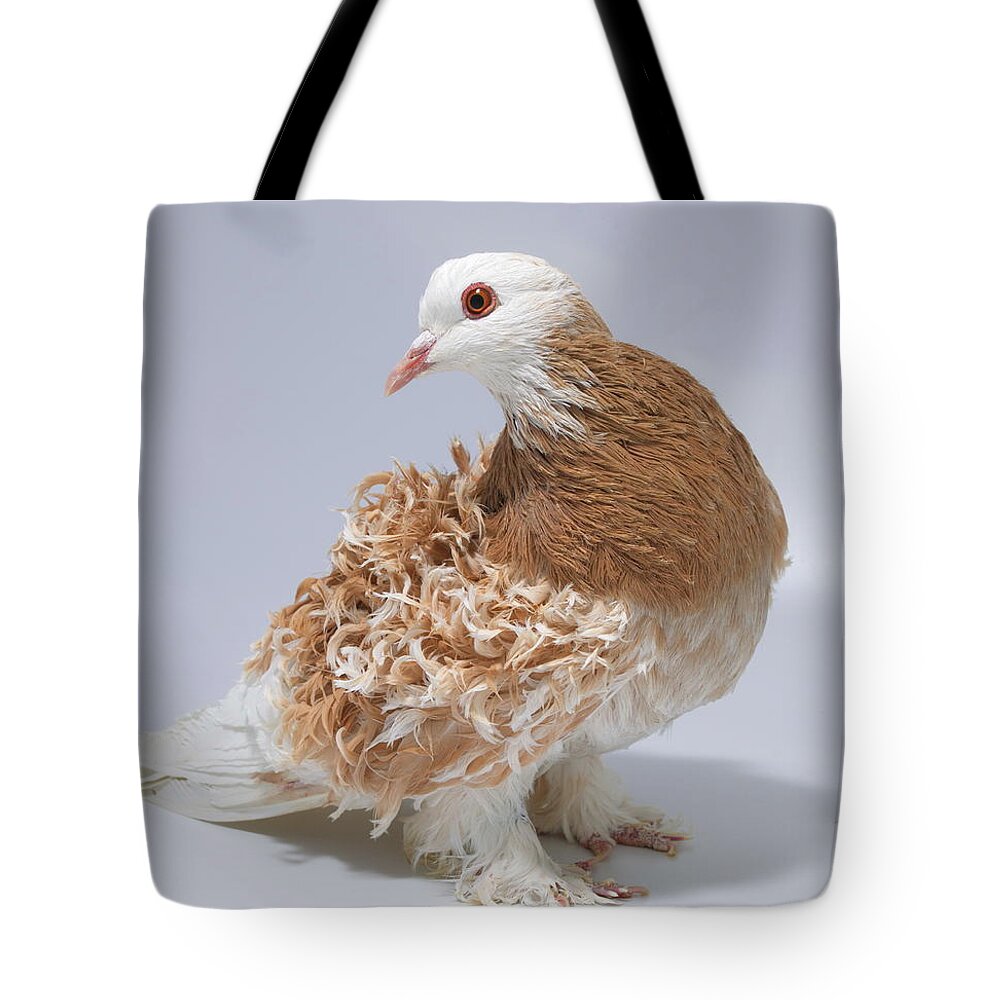 Pigeon Tote Bag featuring the photograph Frillback Pigeon #2 by Nathan Abbott