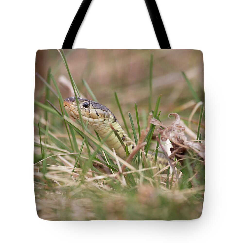 Thamnophis Sirtalis Sirtalis Tote Bag featuring the photograph Garter Snake by Jeannette Hunt