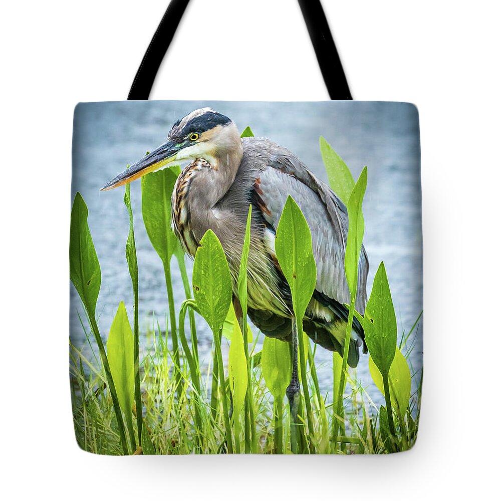 Great Blue Tote Bag featuring the photograph Great Blue Heron #2 by Joe Myeress