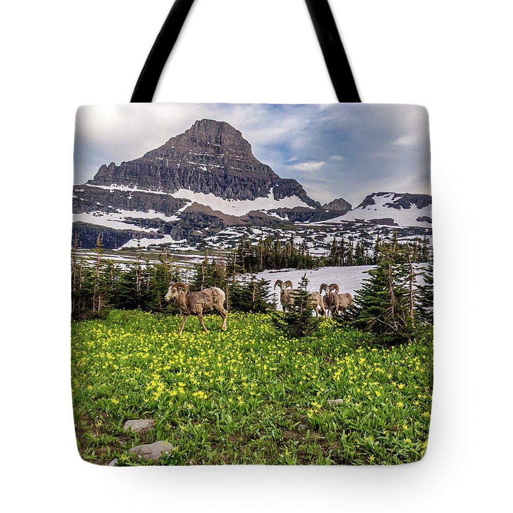 Bighorn Sheep Tote Bag featuring the photograph Herd Of Bighorn Sheep #2 by Donald Pash