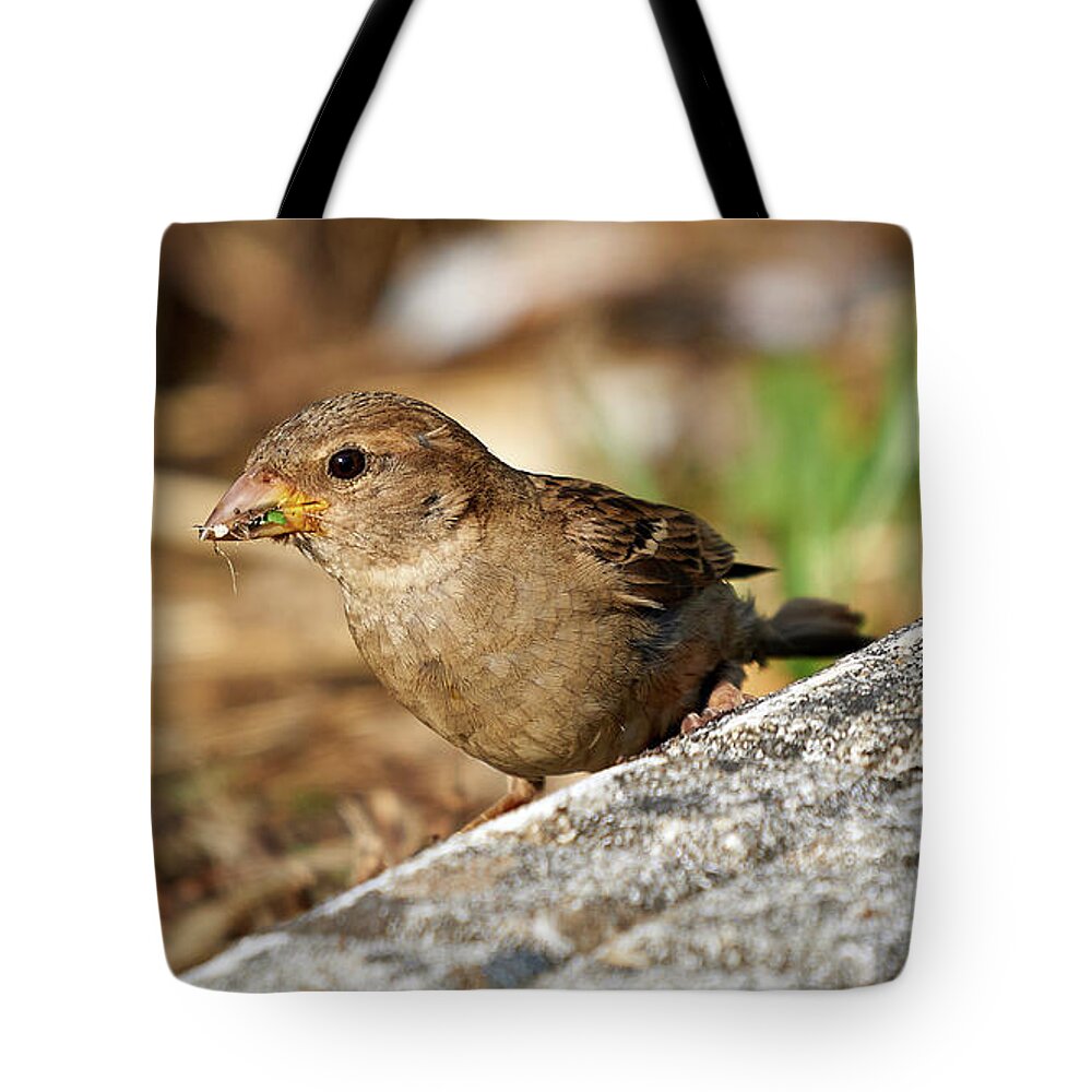 Branch Tote Bag featuring the photograph House Sparrow Female Standing #2 by Pablo Avanzini