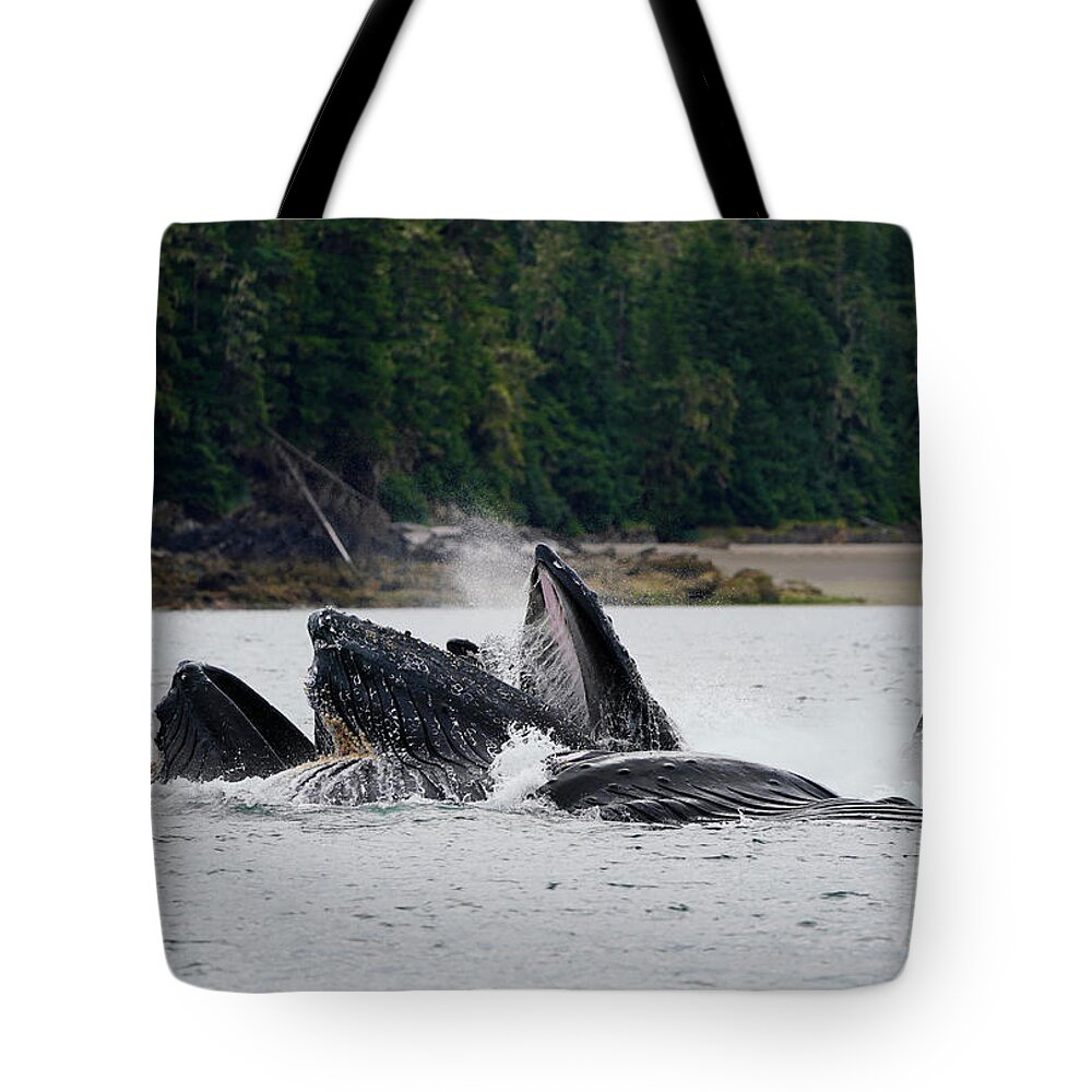 00584703 Tote Bag featuring the photograph Humpback Whales Gulp Feeding #2 by Hiroya Minakuchi