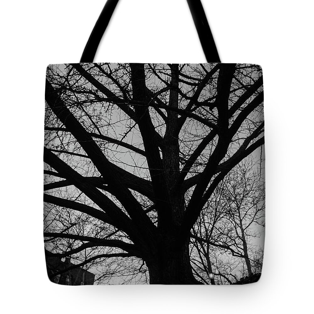 Ginkgo Tote Bag featuring the photograph Inwood Ginkgo #2 by Cole Thompson