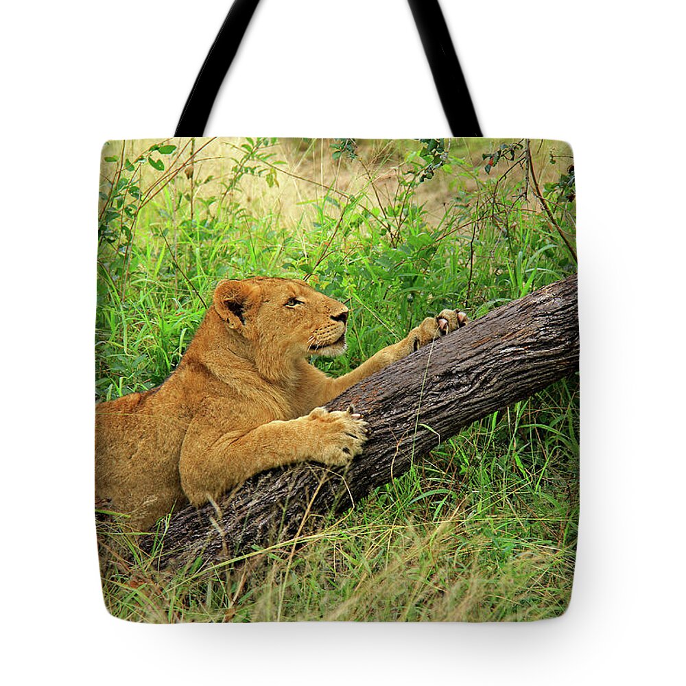Lion Tote Bag featuring the photograph Lioness by Richard Krebs