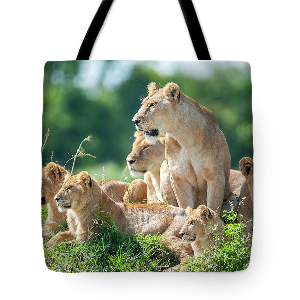 Kenya Tote Bag featuring the photograph Lioness With Cubs In The Green Plains #2 by Guenterguni