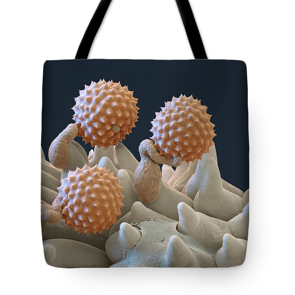 Ambrosia Tote Bag featuring the photograph Pollen And Pollen Tubes, Sem by Oliver Meckes EYE OF SCIENCE