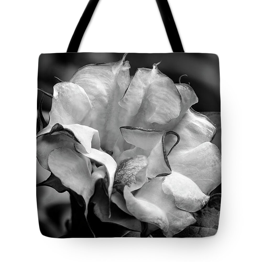 Brugmansia Tote Bag featuring the photograph Purple Trumpet Flower by Raul Rodriguez
