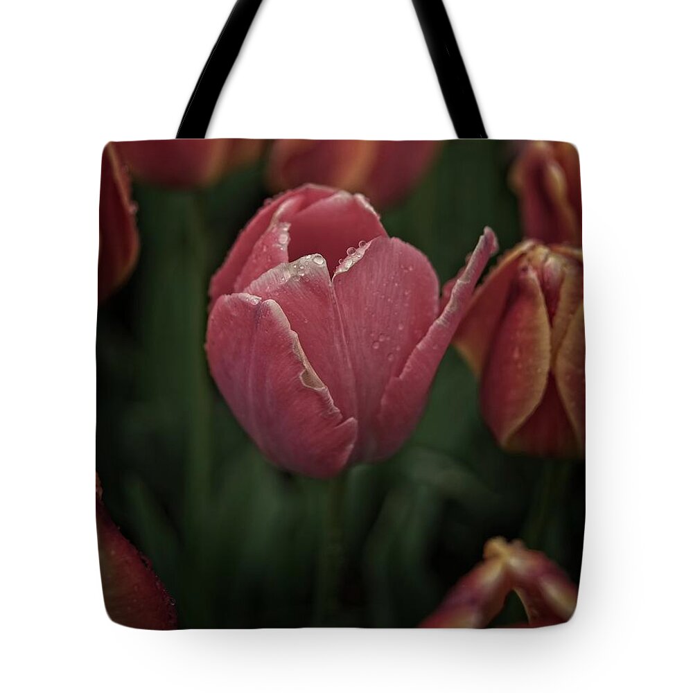 Winterpacht Tote Bag featuring the photograph Single #3 by Miguel Winterpacht