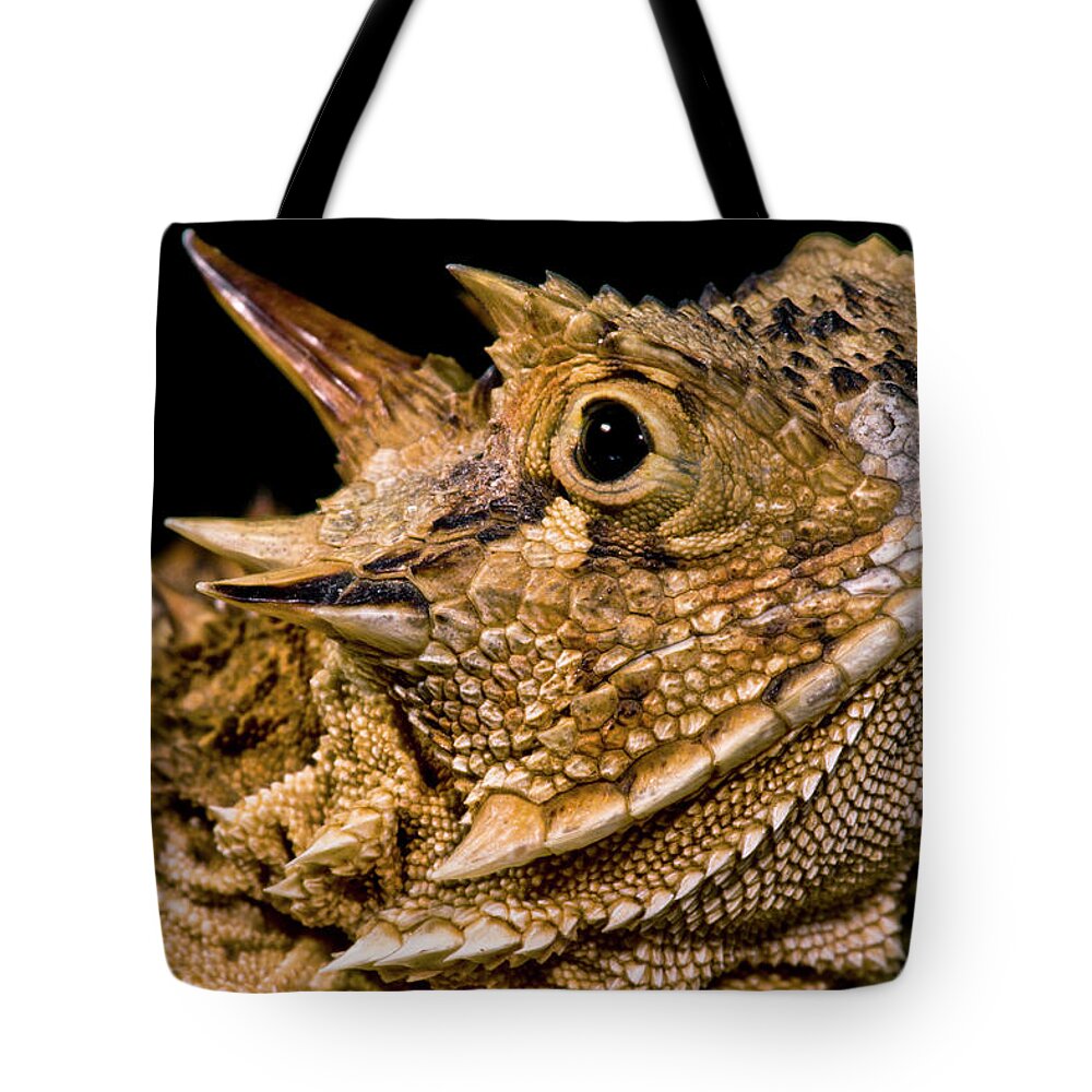 Animal Tote Bag featuring the photograph Texas Horned Lizard Phrynosoma Cornutum #2 by Dante Fenolio
