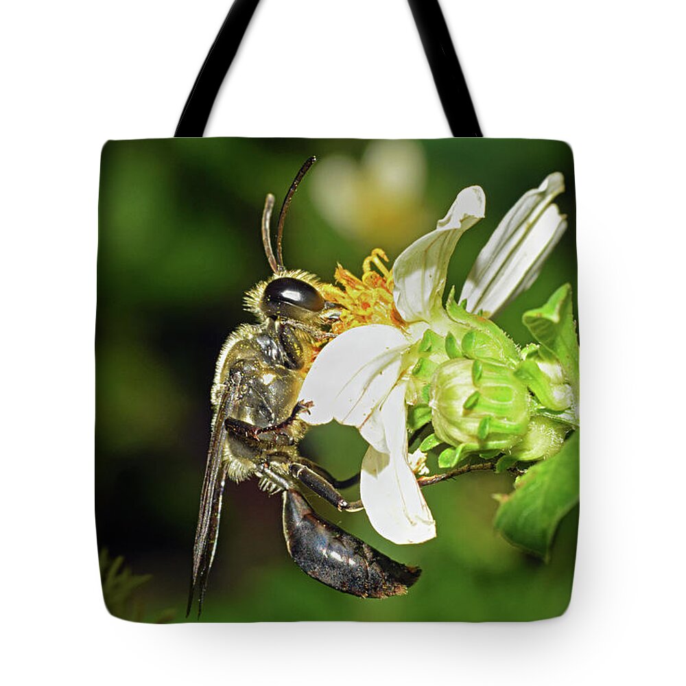 Photograph Tote Bag featuring the photograph Wasp #2 by Larah McElroy