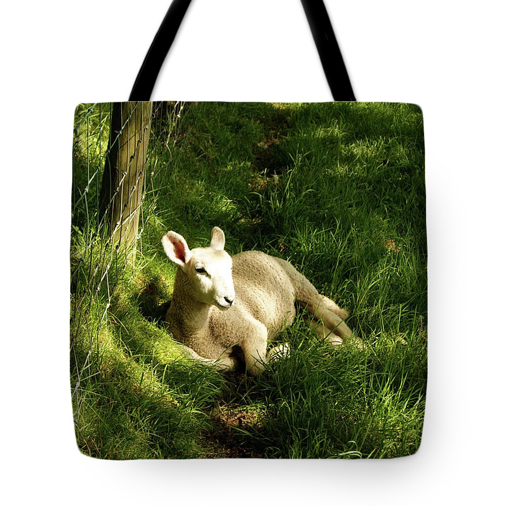 Cumbria Tote Bag featuring the photograph 20/06/14 KESWICK. Lamb In The Woods. by Lachlan Main