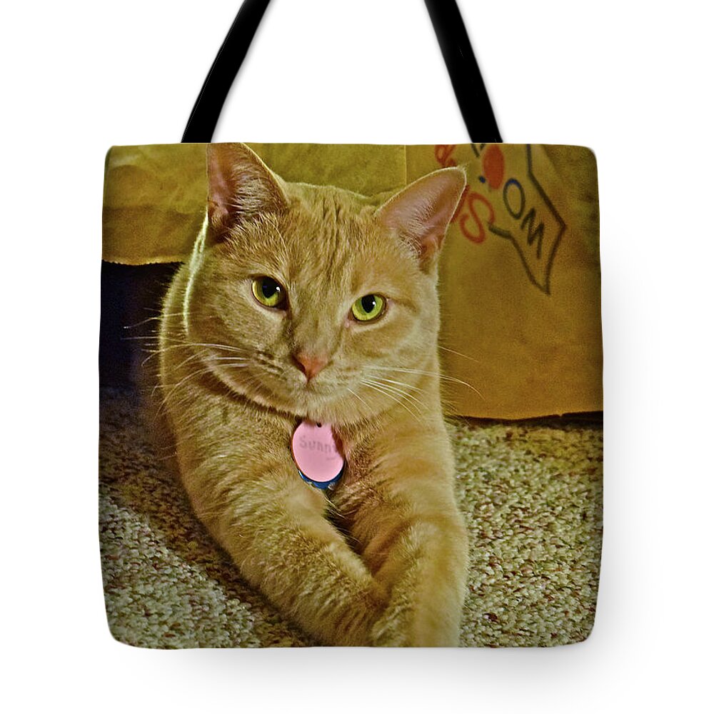 Tabby Cat Tote Bag featuring the photograph 2018 Sunny Cat Listening to Year's End Political Analysis by Janis Senungetuk