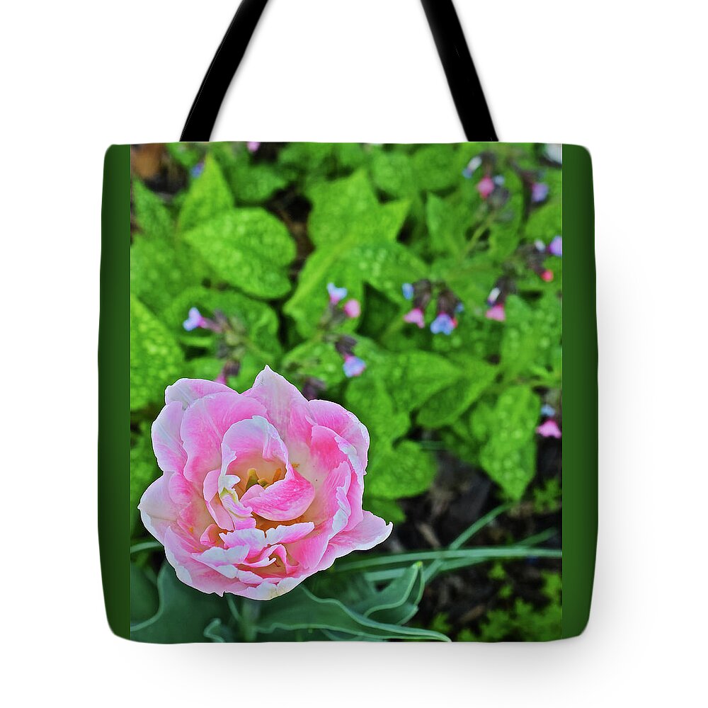 Garden Tote Bag featuring the photograph 2019 Vernon Pink Tulip 1 #2019 by Janis Senungetuk