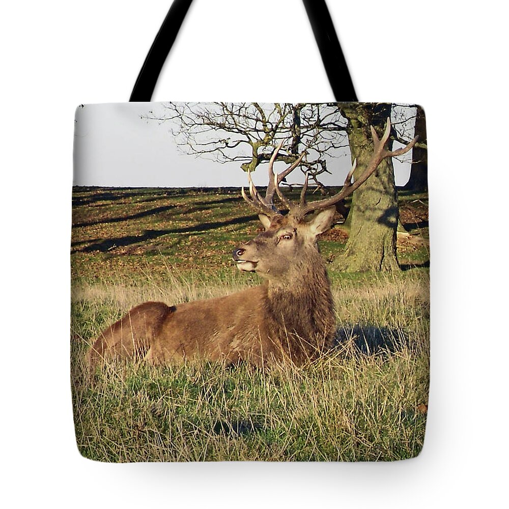 Knutsford Tote Bag featuring the photograph 28/11/18 TATTON PARK. Stag in The Park. by Lachlan Main