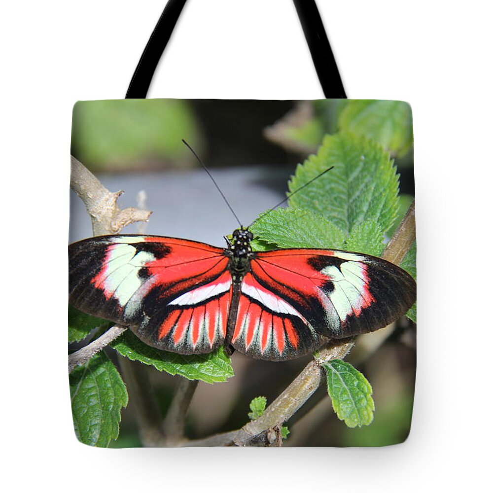Butterfly Tote Bag featuring the photograph Butterfly by Richard Krebs