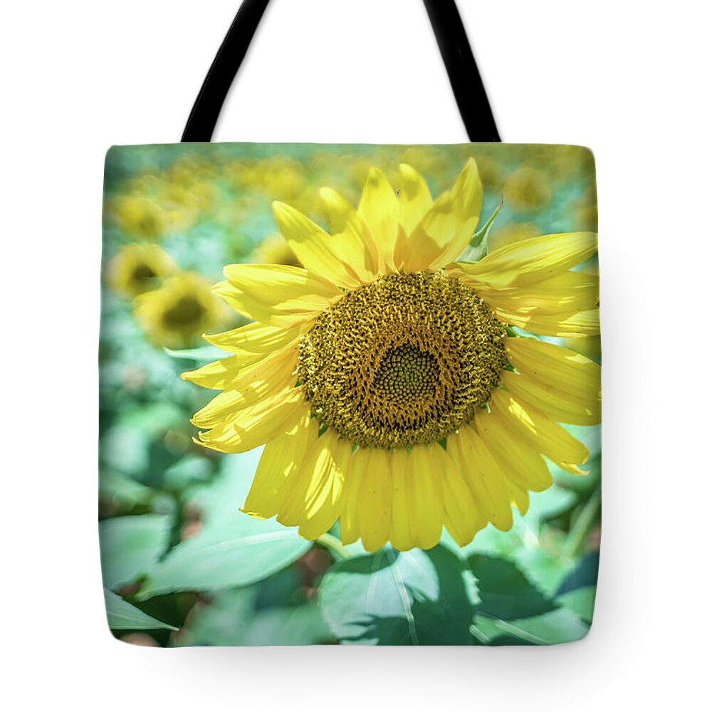 Sun Tote Bag featuring the photograph Famland Filled With Sunflowers On Sunny Day #3 by Alex Grichenko