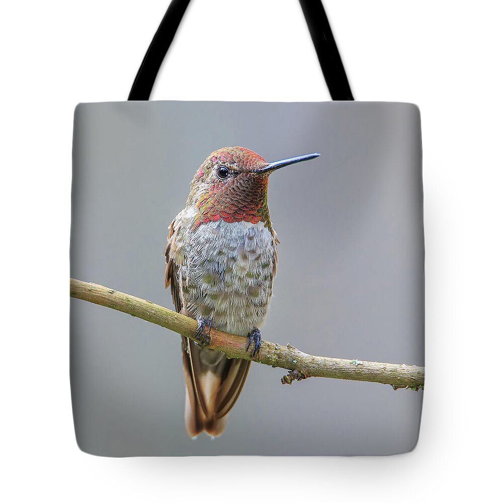 Animal Tote Bag featuring the photograph Male Anna's Hummingbird #3 by Briand Sanderson