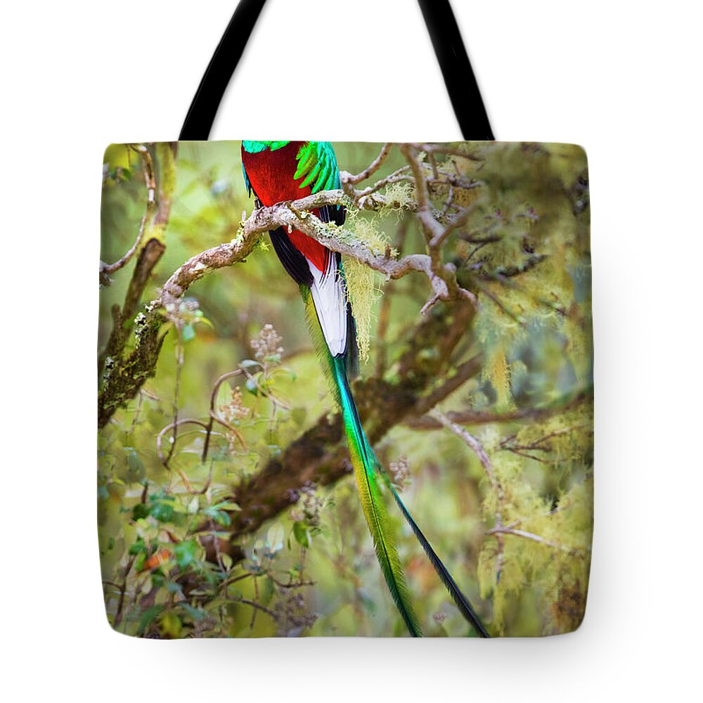 Photography Tote Bag featuring the photograph Resplendent Quetzal Pharomachrus #3 by Panoramic Images