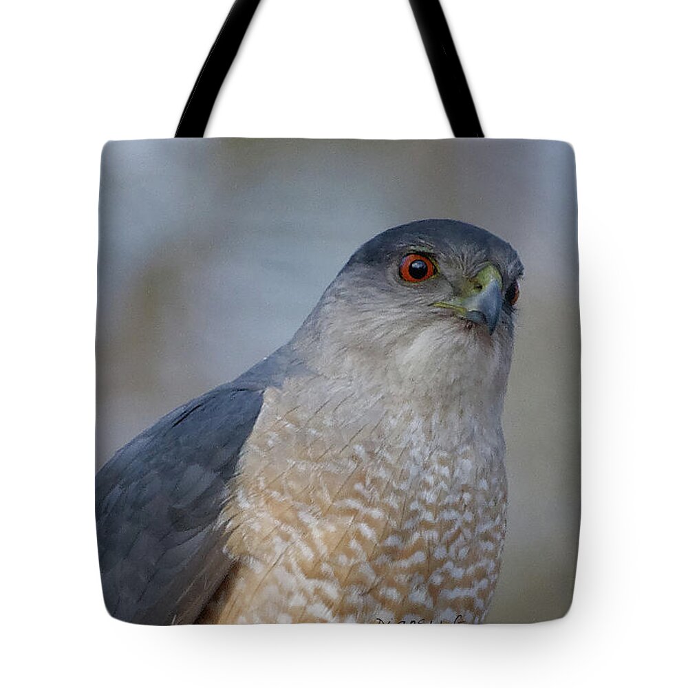 Sharp-shinned Hawk Tote Bag featuring the photograph Sharp-shinned Hawk #3 by Diane Giurco