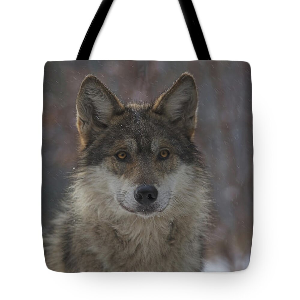 Animal Tote Bag featuring the photograph Wolf #3 by Brian Cross