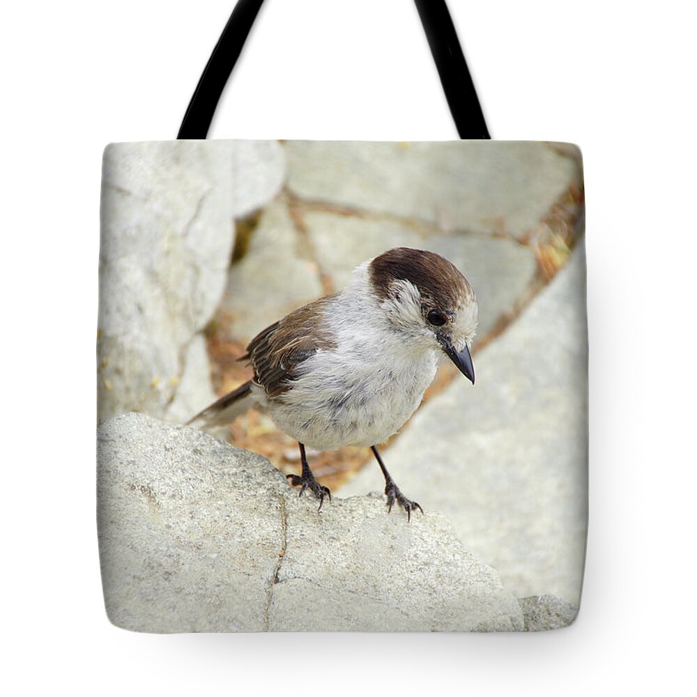 Jay Tote Bag featuring the photograph Camprobber - the Gray Jay #4 by Steve Estvanik