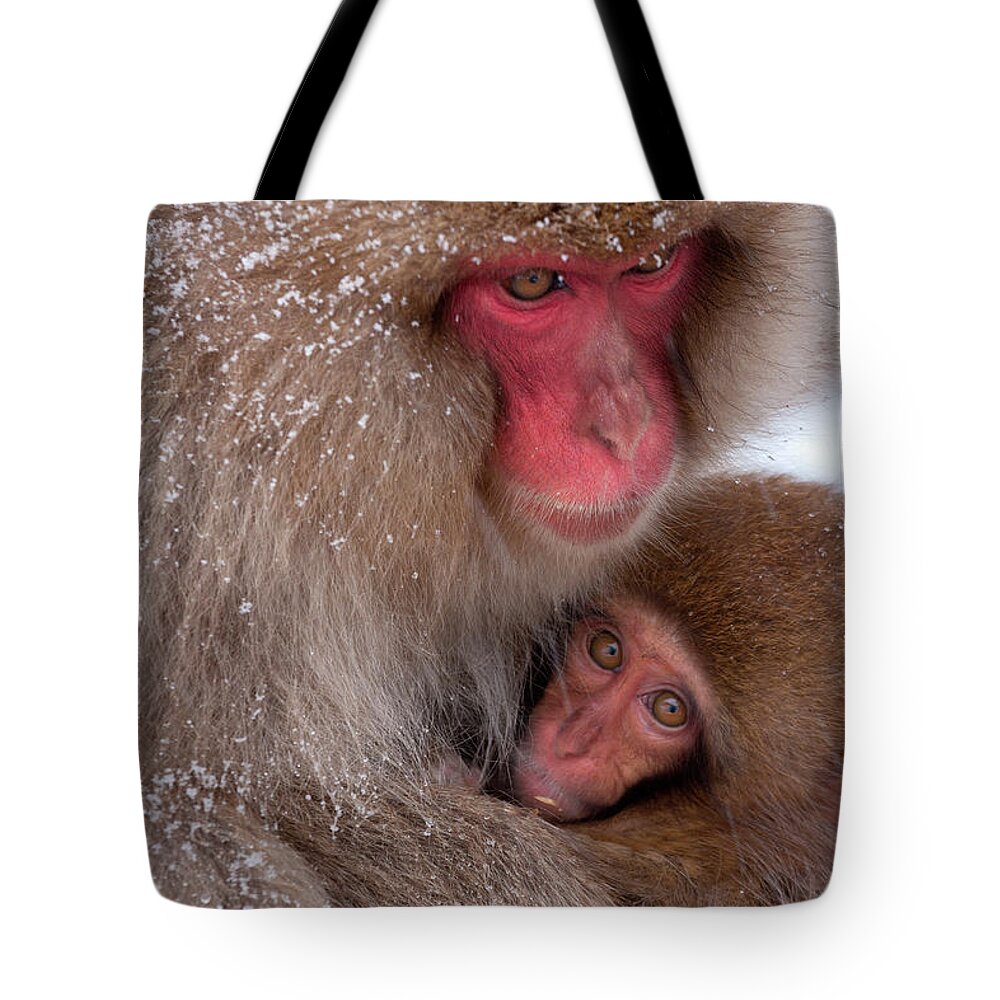 Vertebrate Tote Bag featuring the photograph Japanese Macaques, Japanese Alps #4 by Mint Images/ Art Wolfe
