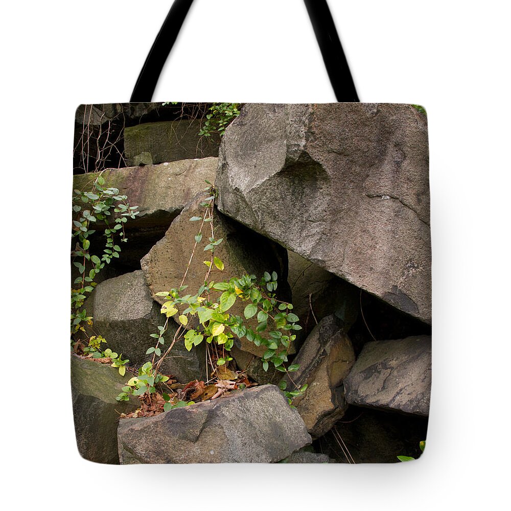 Allegheny Woodrat Tote Bag featuring the photograph Allegheny Woodrat Neotoma Magister by David Kenny