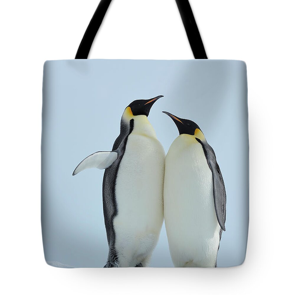 Emperor Penguin Tote Bag featuring the photograph Emperor Penguin #5 by Raimund Linke