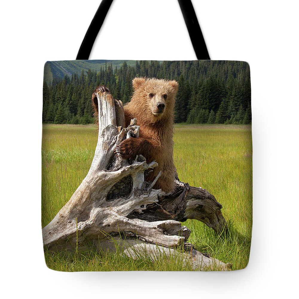 Brown Bear Tote Bag featuring the photograph Brown Bear, Lake Clark National Park #6 by Mint Images/ Art Wolfe