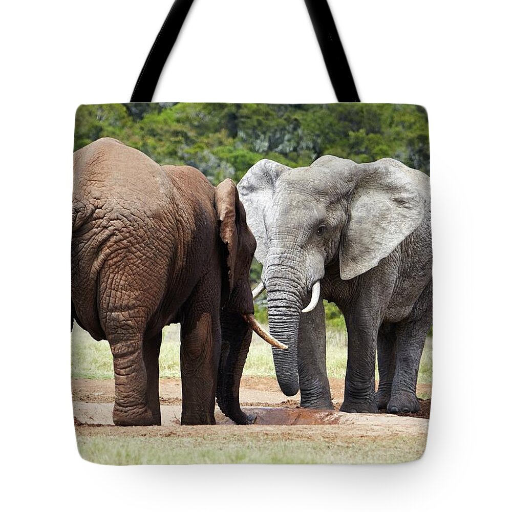 Estock Tote Bag featuring the digital art Elephants, South Africa #6 by Richard Taylor