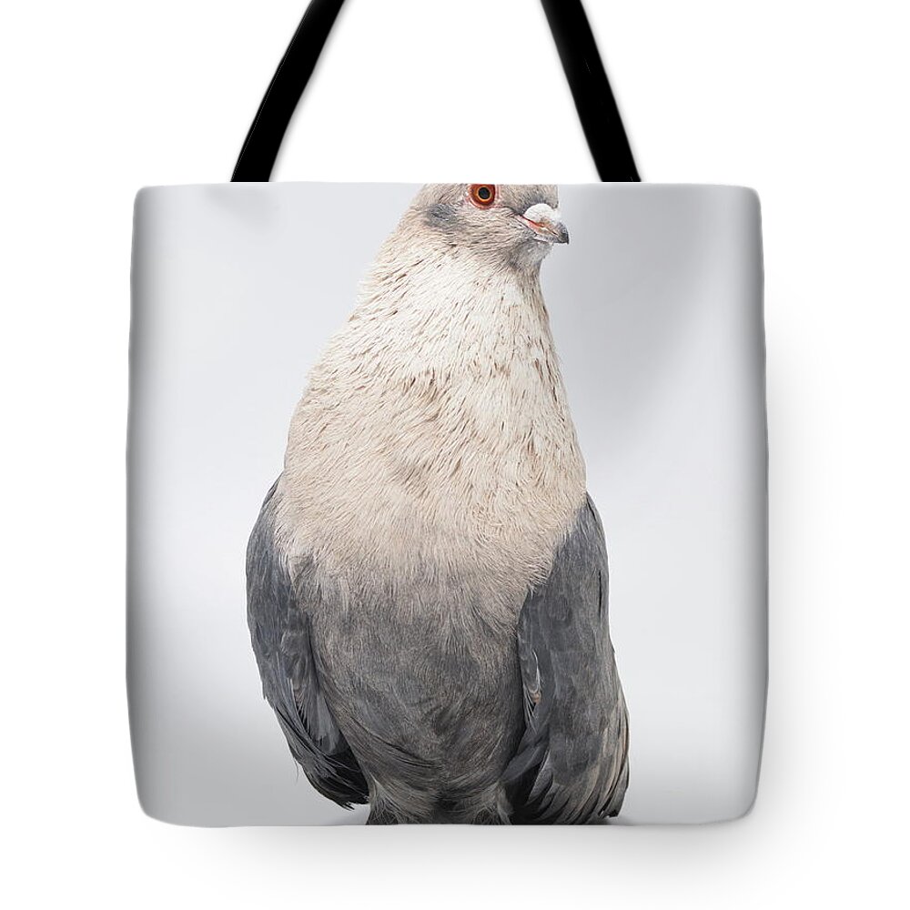 Pigeon Tote Bag featuring the photograph Egyptian Swift Kazghndy Pigeon by Nathan Abbott