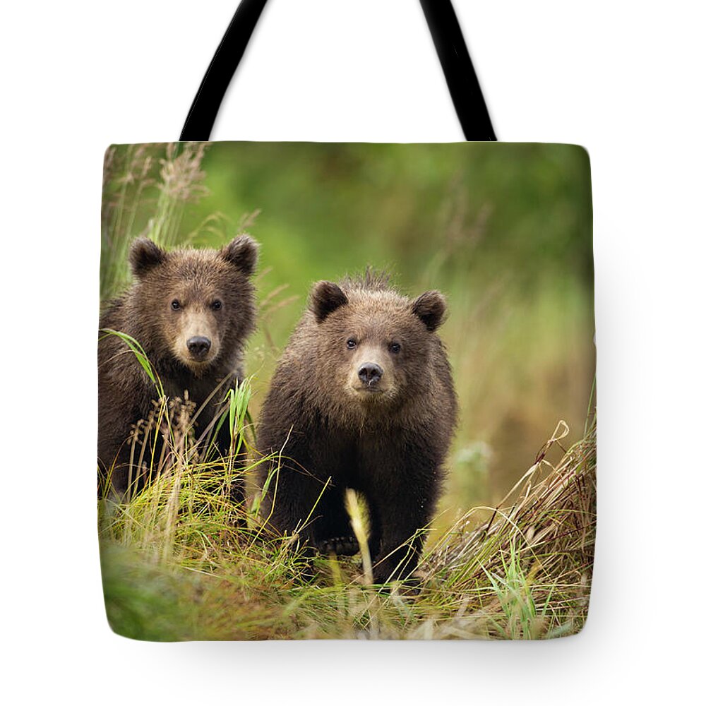 Brown Bear Tote Bag featuring the photograph Brown Bear, Katmai National Park, Alaska #7 by Paul Souders